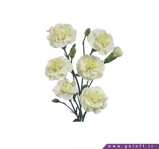 خرید گل آنلاین - گل میخک مینیاتوری فومِتو - Miniature Carnation | گل آف
